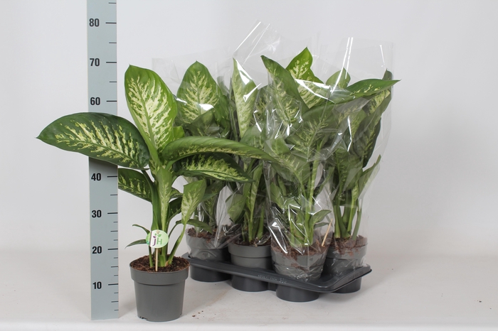 <h4>DIEFF SE REEVA</h4>