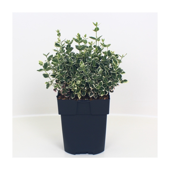 <h4>Euonymus fortunei 'Emerald Gaiety' P17</h4>