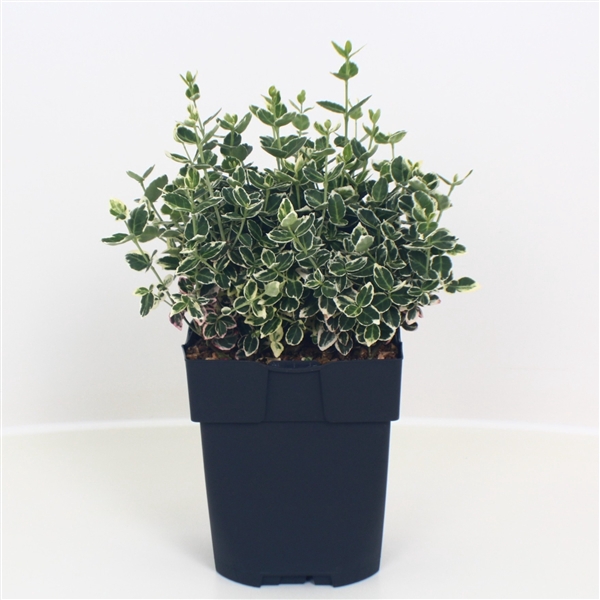 <h4>Euonymus fortunei 'Emerald Gaiety' P17</h4>