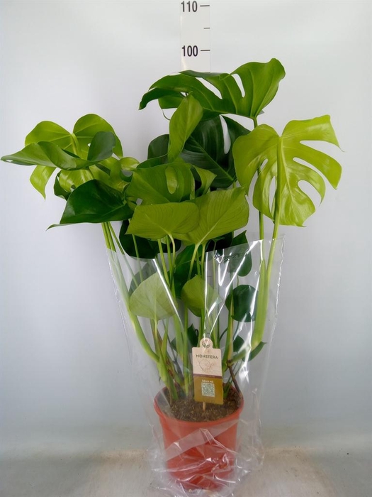 <h4>Monstera delic.</h4>