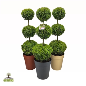 Buxus sempervirens Triobol L