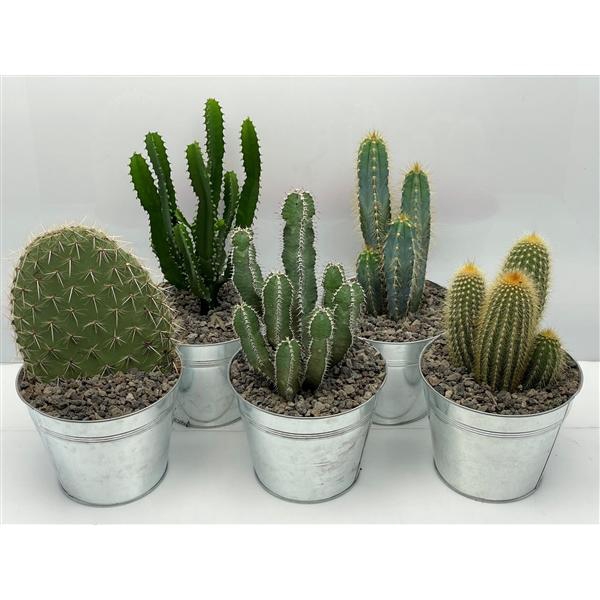<h4>Cactus gemengd</h4>