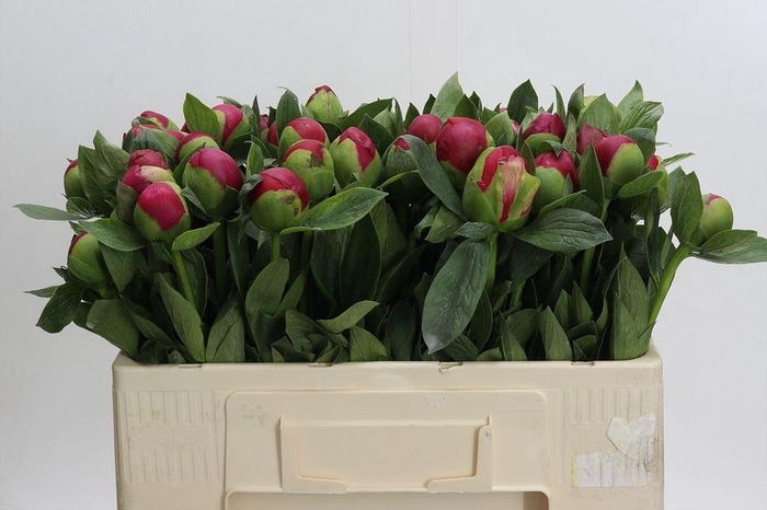 <h4>Paeonia belgravia</h4>