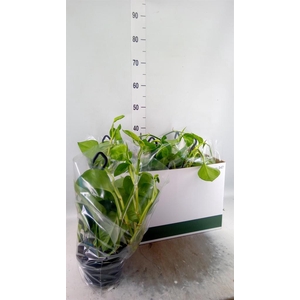 Epipremnum pinn. 'Global Green'