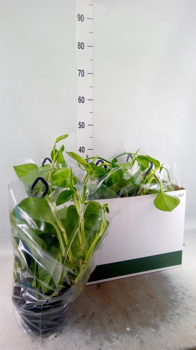 <h4>Epipremnum pinn. 'Global Green'</h4>