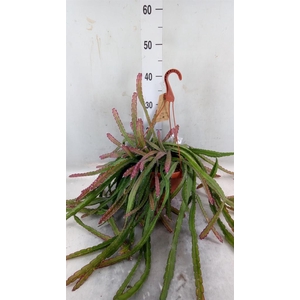 Lepismium cruciforme