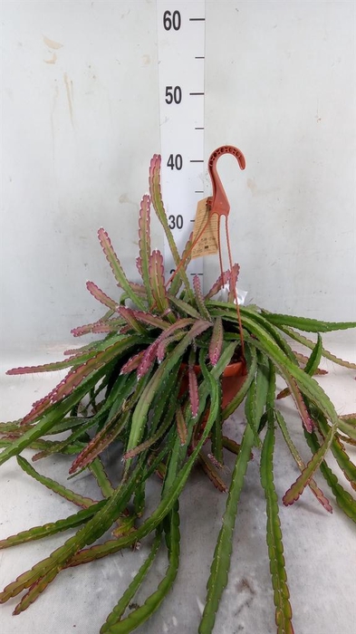 <h4>Lepismium cruciforme</h4>