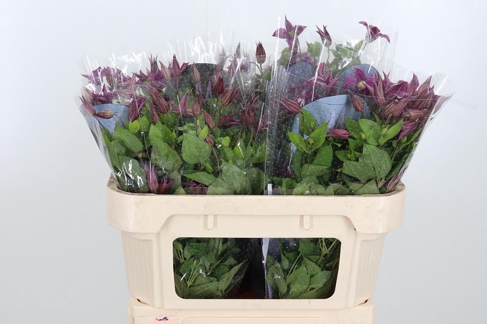 <h4>Clem Amazing Kyiv</h4>