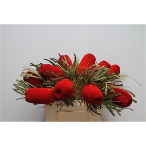 Banksia Hookeriana Red