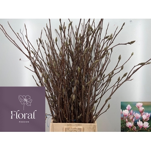 MAGNOLIA GRANDIFLORA