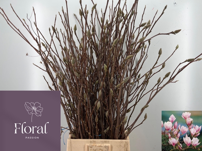 <h4>MAGNOLIA GRANDIFLORA</h4>