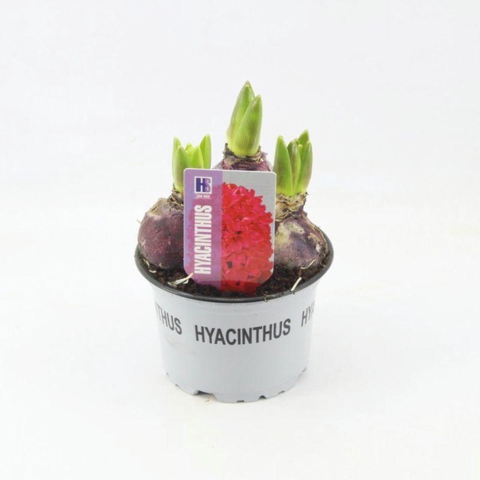 <h4>Hyacinthus Jan Bos</h4>