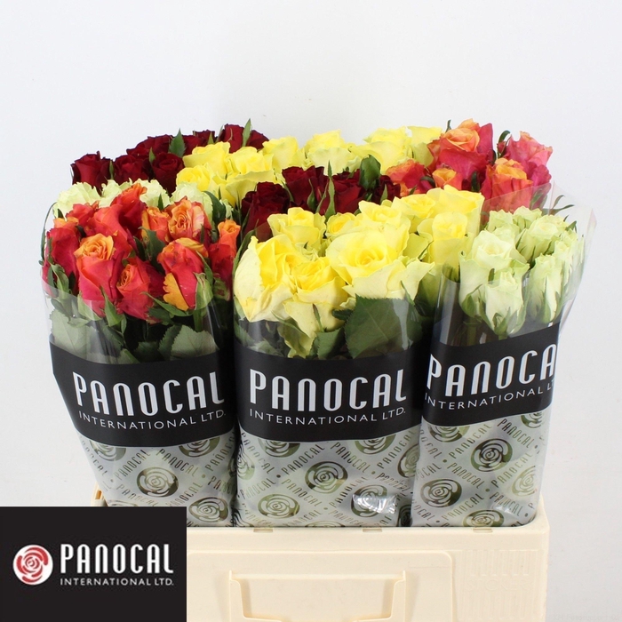 <h4>R GR GEM IN FUST</h4>