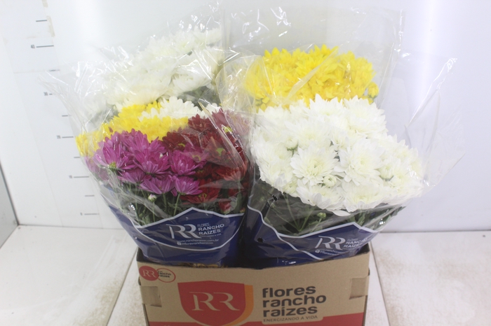 <h4>CRISANTEMO P15</h4>