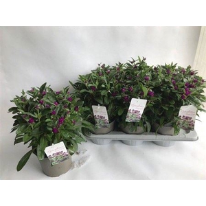 Gomphrena globosa 'Purple Dots'