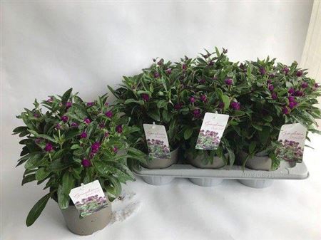 <h4>Gomphrena globosa 'Purple Dots'</h4>