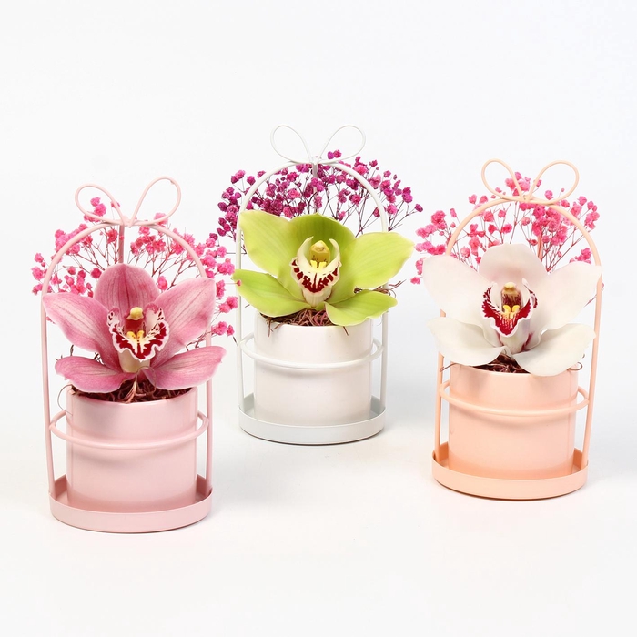 <h4>CYMB VERPAKT P BLOEM 9245</h4>