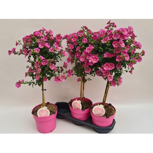 ANIS CAP EL PRINCESS