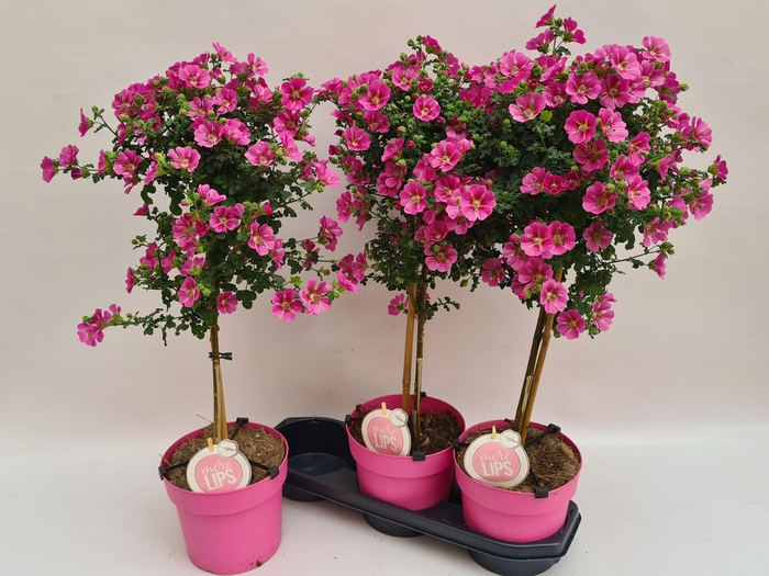 <h4>ANIS CAP EL PRINCESS</h4>