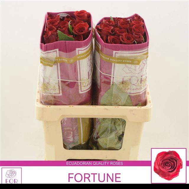 <h4>R GR FORTUNE</h4>