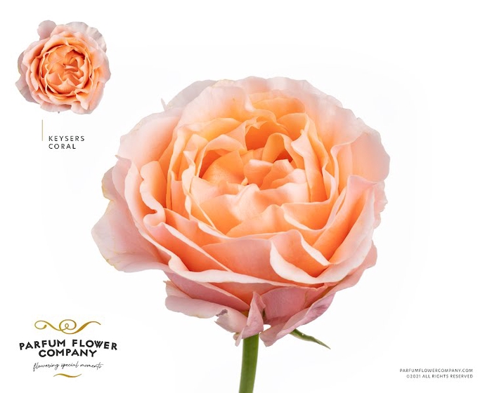 <h4>Rosa Garden Keijzers Coral</h4>