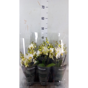 Phalaenopsis multi. 'Ant Lausanne'