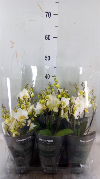 <h4>Phalaenopsis multi. 'Ant Lausanne'</h4>