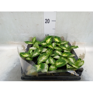 Dieffenbachia  'Amy'
