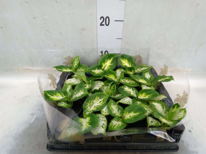 <h4>Dieffenbachia  'Amy'</h4>