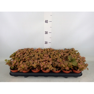 Fittonia  'Mosaic Mistral'