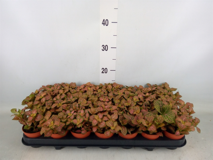 <h4>Fittonia  'Mosaic Mistral'</h4>