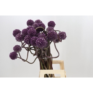 Allium Grootbloemig