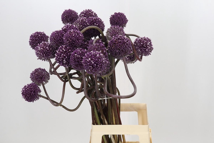 <h4>Allium Grootbloemig</h4>