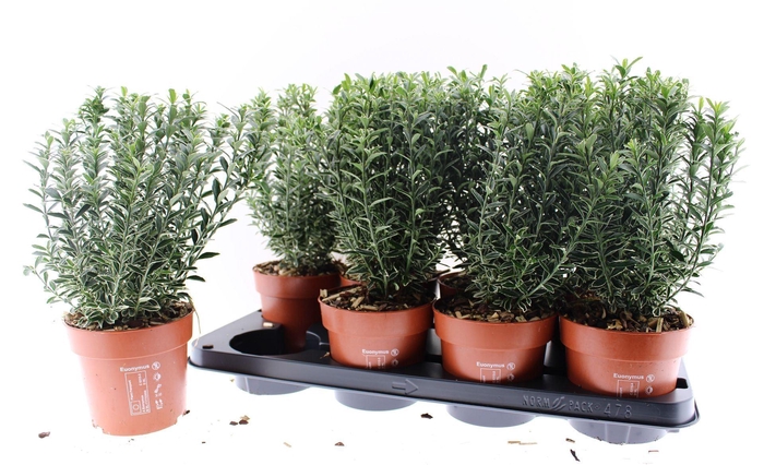 <h4>Euonymus Microphyllus Albovariegatu</h4>