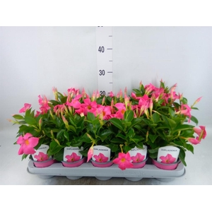 Mandevilla sand. 'Rio Pink'