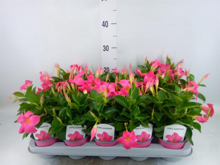 <h4>Mandevilla sand. 'Rio Pink'</h4>
