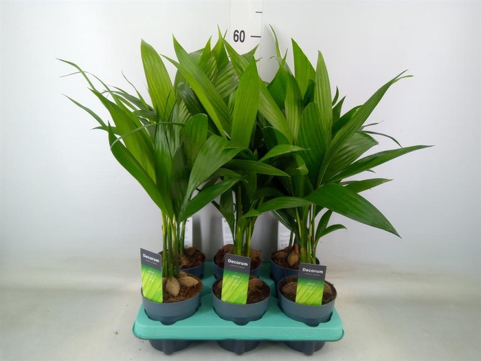 <h4>Areca catechu</h4>