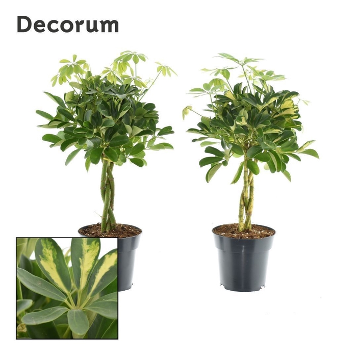 <h4>Schefflera vlecht mix (Gold Capella & Compacta) (Decorum)</h4>