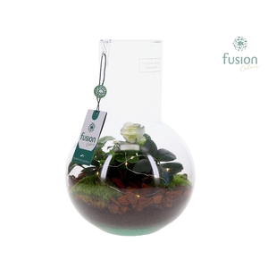 Green Bottle Suzanne Medium met Helleborus