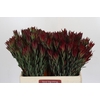 Leucadendron Blush Spray
