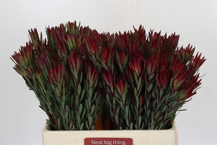 Leucadendron Blush Spray