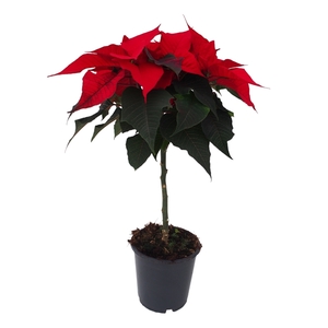 Euphorbia pulcherrima Christmas Feelings
