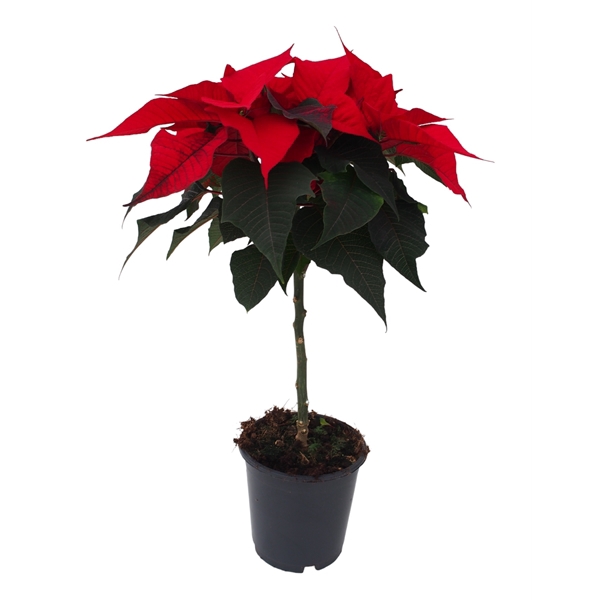 <h4>Euphorbia pulcherrima Christmas Feelings</h4>