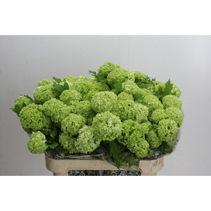 Viburnum Opulus Roseum