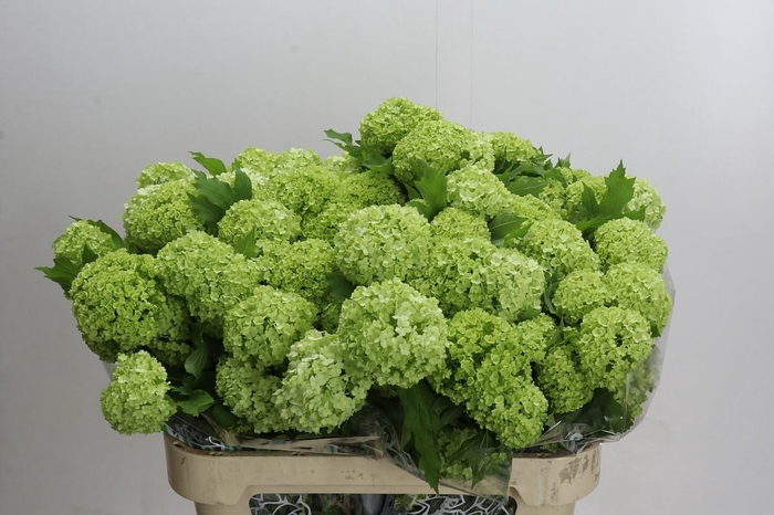 <h4>Viburnum Opulus Roseum</h4>