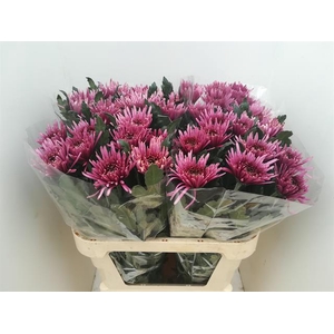 CHR G UZURI PURPLE