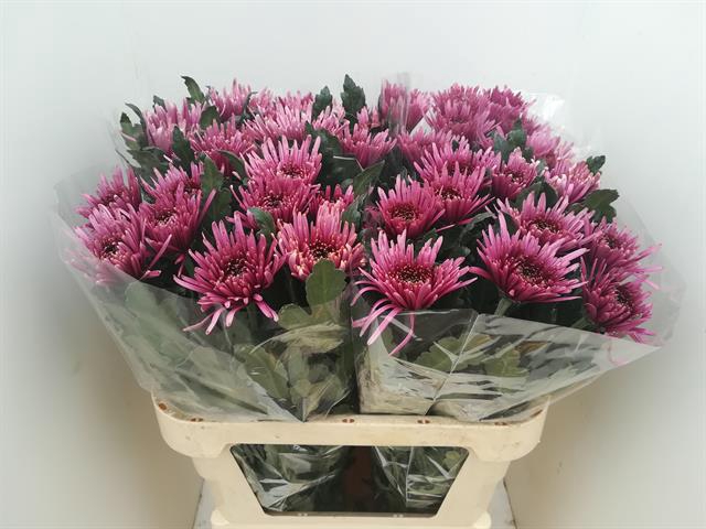 CHR G UZURI PURPLE