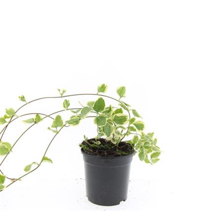 <h4>Vinca major Variegata</h4>