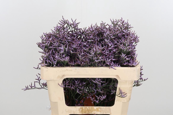 <h4>Lim Saf Lilac</h4>