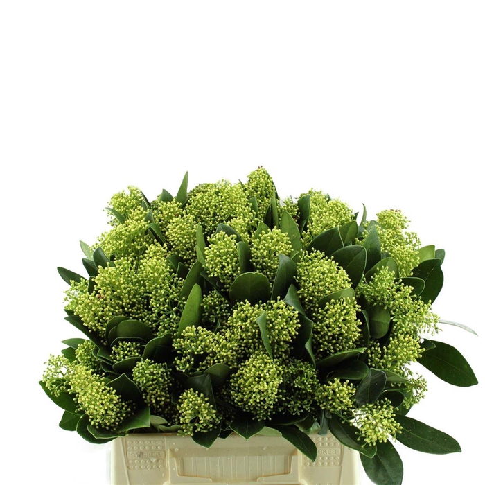 <h4>Skimmia Finchy</h4>